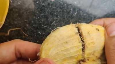 So I cracked open a mango seed (after eating it) and out popped Weevils! Googled it and it says probably a mango seed Weevil - Sternochetus mangiferae