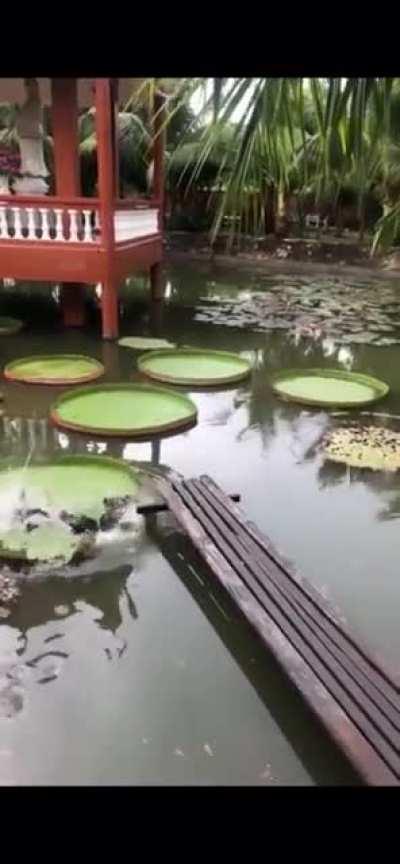 Think twice before you step on something