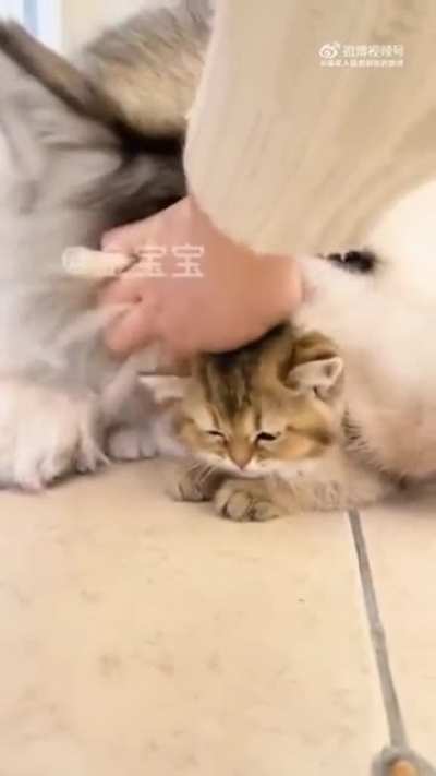 Lots of hidden kitties