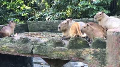 there is a cat among us