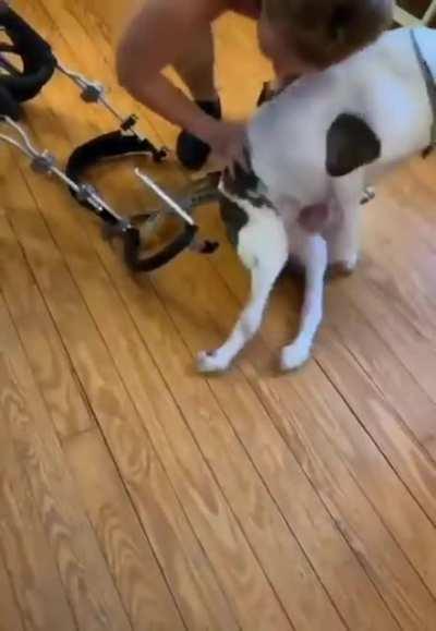 This good boy so happy when he gets in his wheelchair to go for a walkie