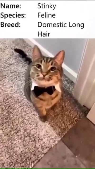 cat of the day 485 ueah he stinky