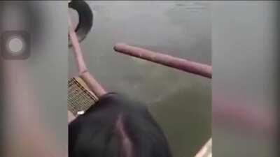 D or V after croc drags man underwater.