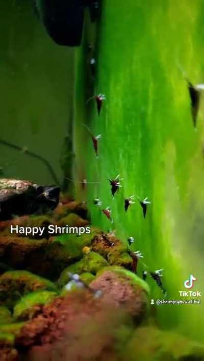 Happy Sulawesi Skrimps