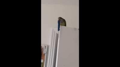 The New Skye Buff Looking Fire