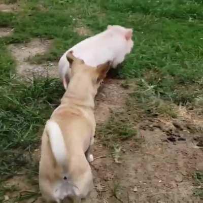 Pig playing with the dogs