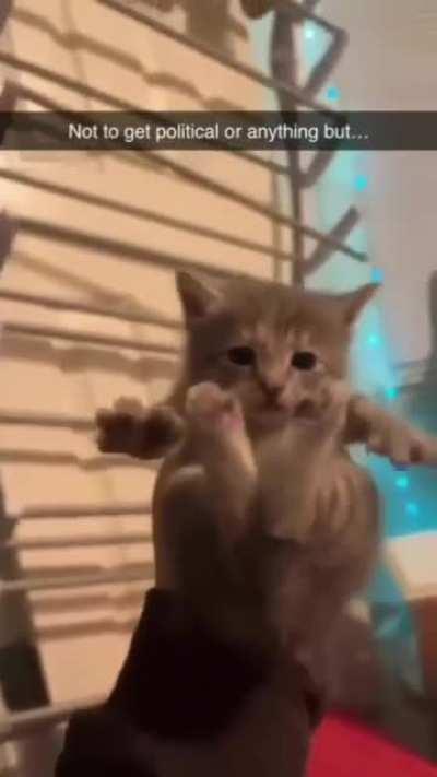 el gato de la semana {12}