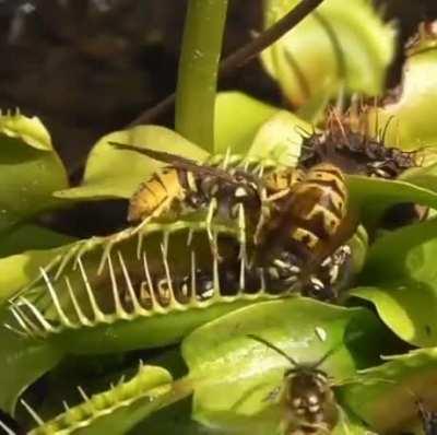 Yellow Jackets vs Venus Flytraps