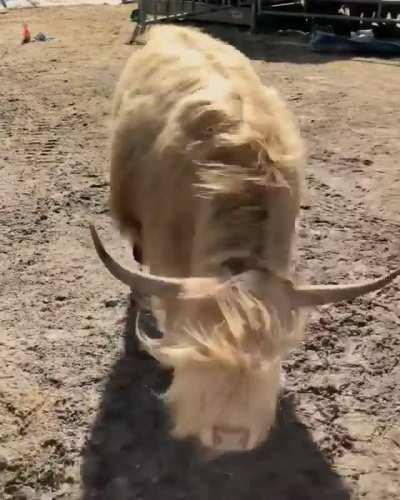 !!!Watch out for the angry stampeding bu... Oh, they just want a snack