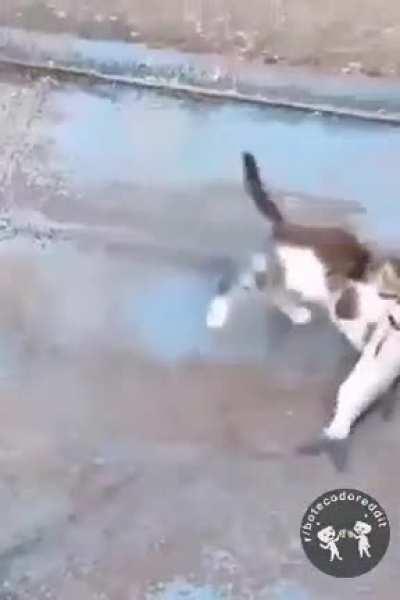 🐈 🐠