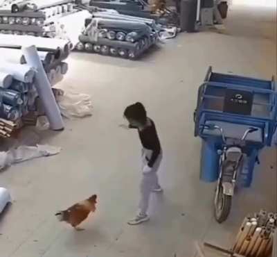 Chicken & woman fight