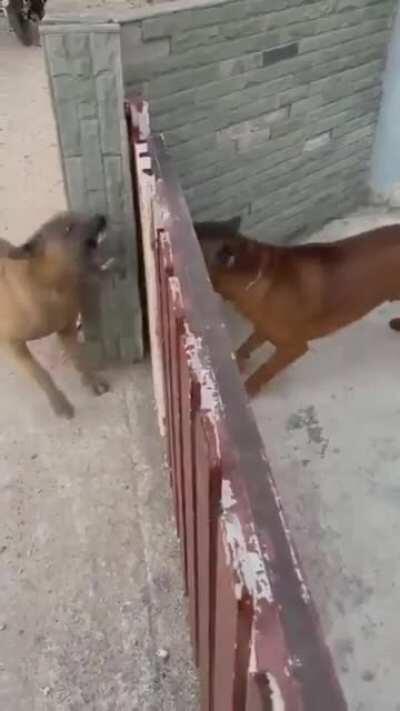 All bark and no bite