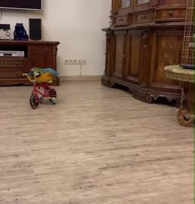 Don’t touch my bicycle.