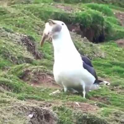 Great black backed Gull swallowing a whole rabbit