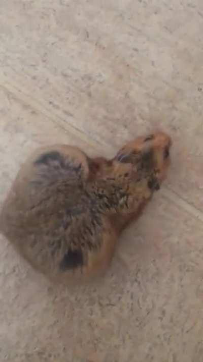 This hamster has a super fat ass!