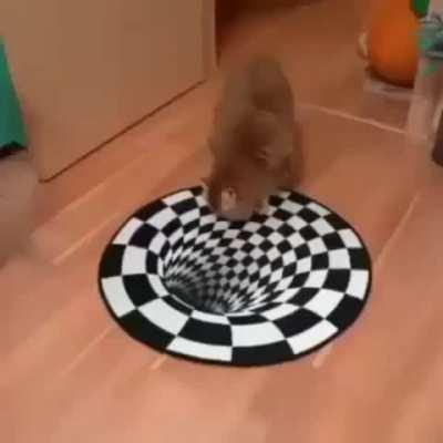 Dogs vs Cat on optical illusion.