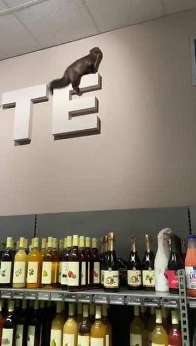 A marten wreaking havoc in a German supermarket