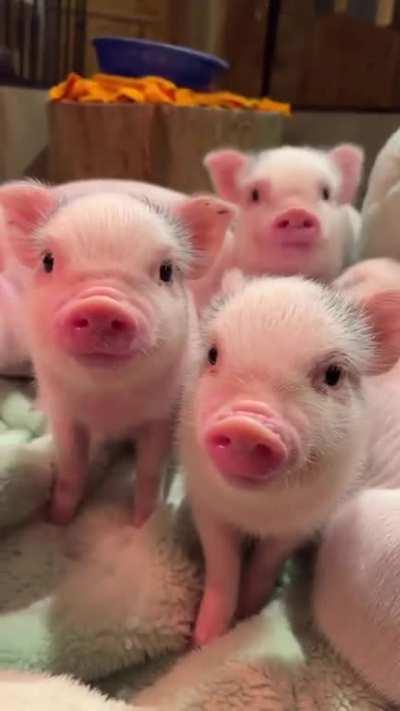 Just these absolutely adorable micro pigs...
