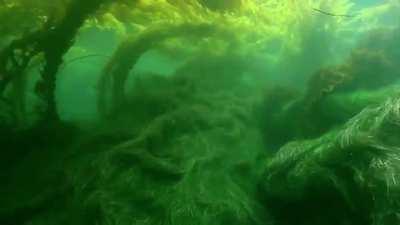 Underwater Motion of Seagrass and Kelp