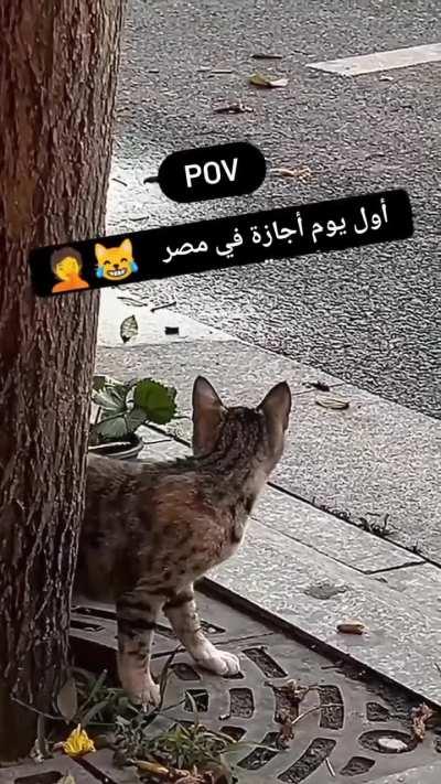 بيصحوني من النوم 