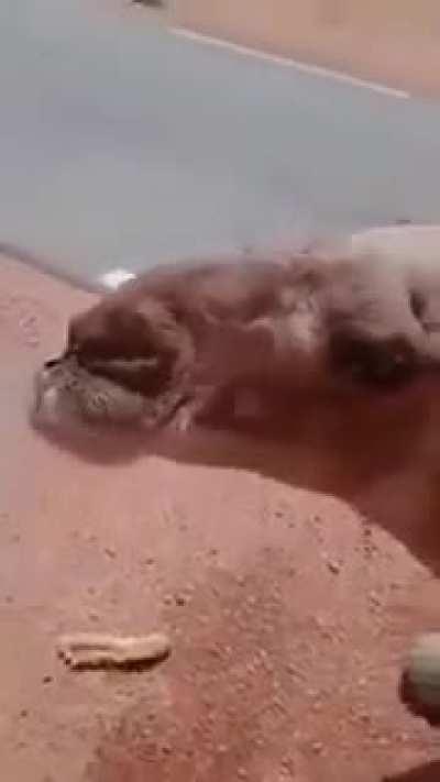 Truck driver gives some water to an exhausted camel in the Sahara desert