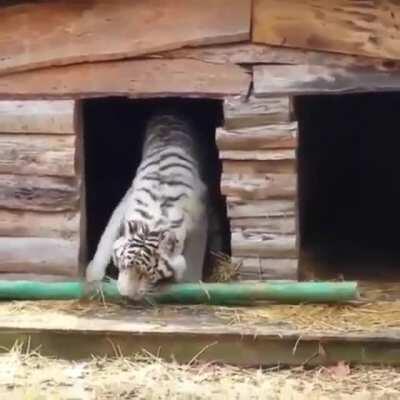 ...and then it folded