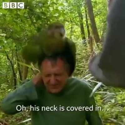 In bird culture this is considered a d*ck move