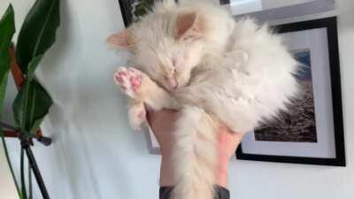 She fell asleep in the palm of my hand