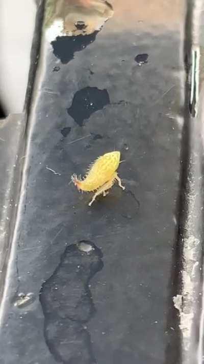 Small insect found on the table