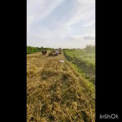 Hi Reddit, a little bit of ordinary Ukrainian life in the village. On Saturday evening we were raking straw. Usually, this is done by machinery, but the area is small, so we did it by hand.