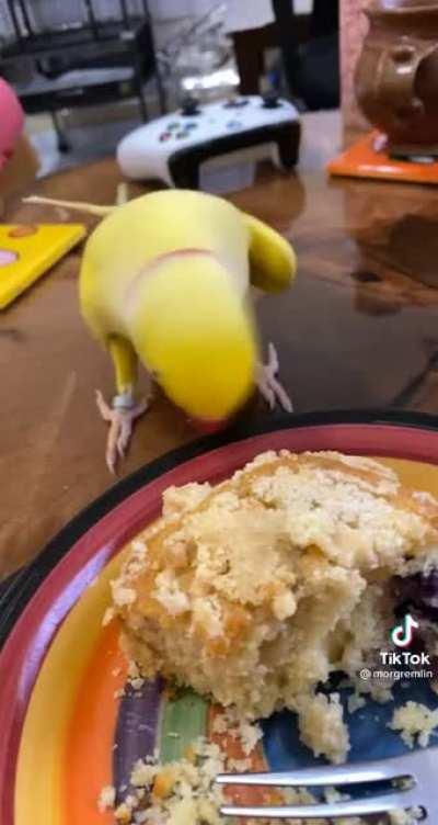 Spreading Birb Love: Day 11