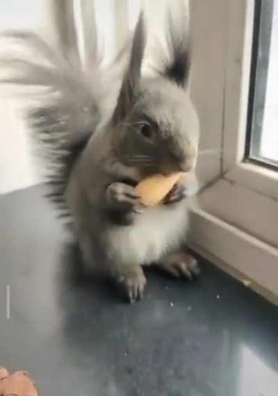 A squirrel who brings some dried seeds to trade for nuts