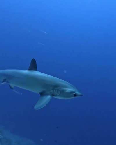 🔥The pelagic thresher (Alopias pelagicus)