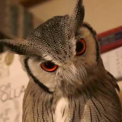 The transformation of this owls face