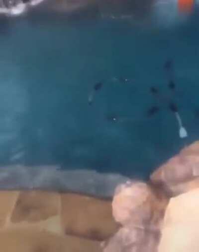 Trying this dive into the pool