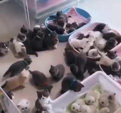 So Many Cuties at one Place😍😻😻😻