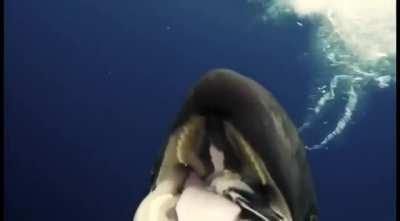 Female Antarctic Orca tries to feed a diver a piece of fish she caught: There has never been a fatal wild orca attack on a human in history and only a single bite. Female Orcas share 95% of their food with their children and grandchildren.