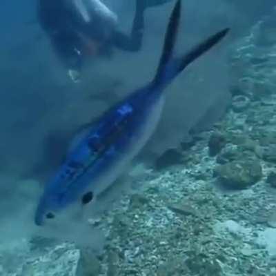 Don't throw trash in the ocean