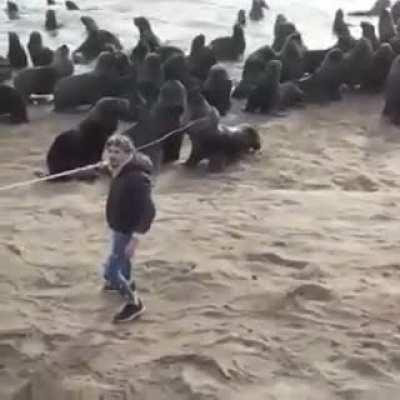 Awesome guy comes to the rescue of Sea Lion with tire stuck around its neck