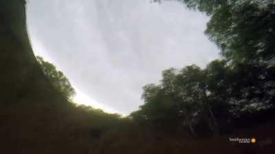 The Archerfish can fire a stream of water with precision at insects, allowing it to knock it's prey into the water below for a convenient meal. Metal.