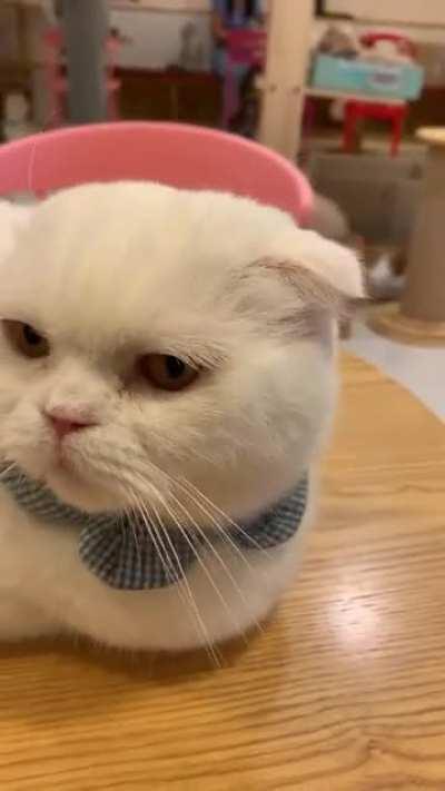 Booping cats at a cat cafe