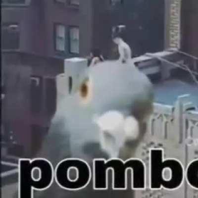 Pombo