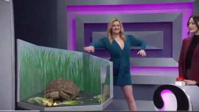 For me, the best part of last night’s show was easily the small moment when Chloe brought out the tortoise 