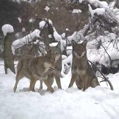 🔥 With only 14 red wolves left in wild. this fun loving pack is the future of the species..