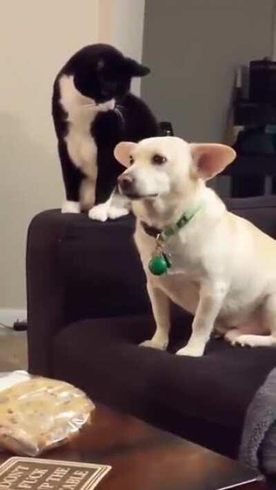 A cat thinks long before hitting a dog
