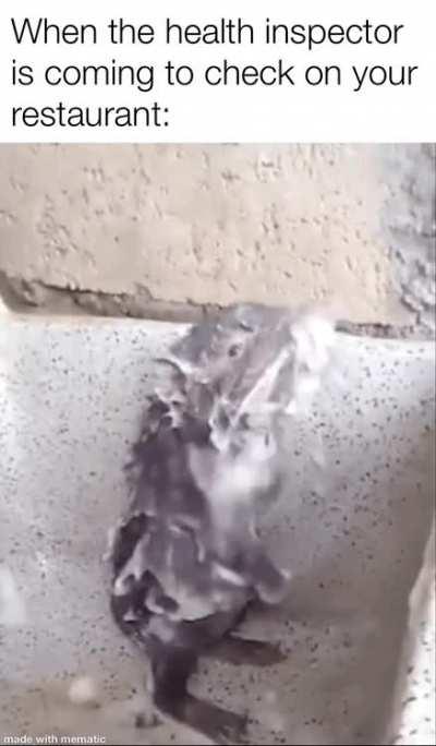 ratatouille 2 looks great