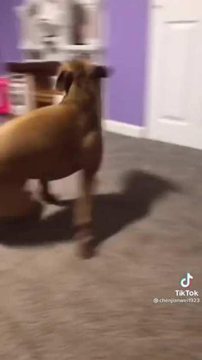 I was impressed with the way they kept up with this dog’s zooomies.