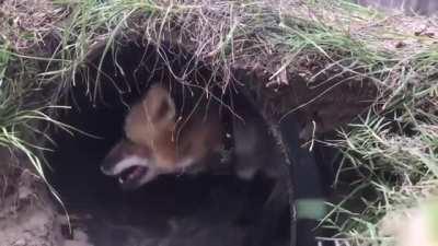 The Fox and the Hound, Friends forever edition!