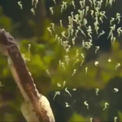 Male Seahorse Giving Birth