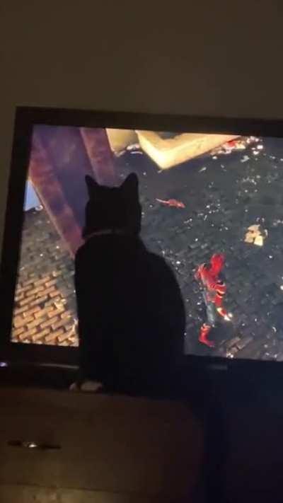 My cat saw a mouse on screen and was very intrigued